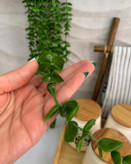 آویز شمشاد ۱۶ شاخه وارداتی پرپشت🌿